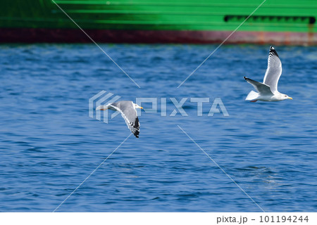 冬の港や海辺でよく見られる渡り鳥のセグロカモメ 101194244