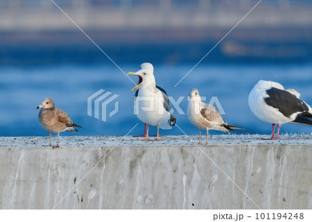 冬の港や海辺でよく見られる渡り鳥のセグロカモメ 冬の港や海辺でよく見られる渡り鳥のセグロカモメ 101194248