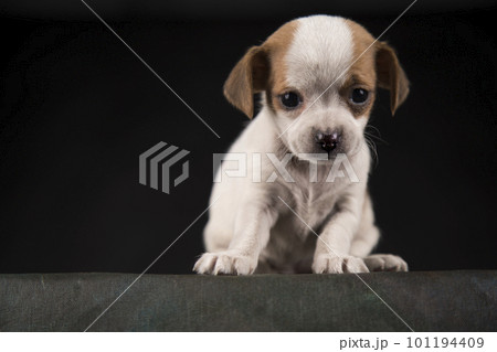 Small dog on a black background Small dog on a black background 101194409