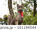 伏見稲荷大社の狛犬 101194544