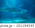 優雅に泳ぐジンベエザメ 101194545