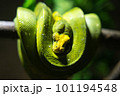 枝で休むミドリニシキヘビ 101194548