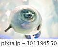 微笑むゴマフアザラシ 101194550