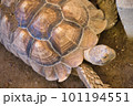 歩いているカメ 101194551