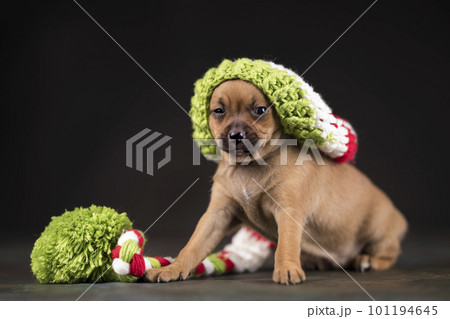 Small dog on a black background Small dog on a black background 101194645