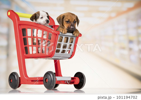 Little doggies in a shopping cart Little doggies in a shopping cart 101194702