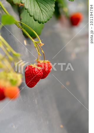 いちご狩り農園のいちご いちご狩り農園のいちご 101194784