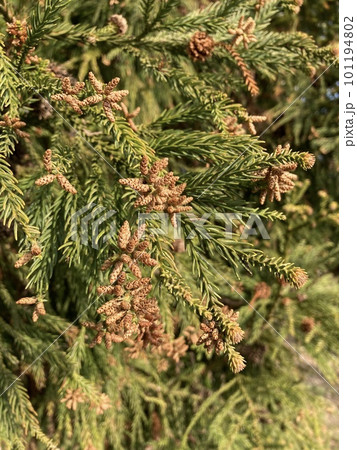 花粉症　スギ　アレルギー 101194802