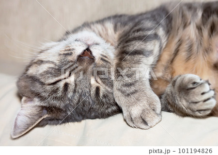 Domestic gray sleeping cat 101194826