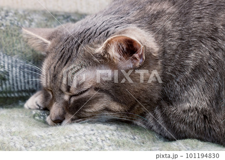 Domestic gray sleeping cat 101194830
