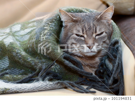 Portrait of domestic tabby cat sleeping in a blanket Portrait of domestic tabby cat sleeping in a blanket 101194831