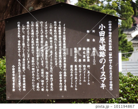 小田原城のイヌマキの説明看板(神奈川県小田原市)2023年3月 小田原城のイヌマキの説明看板(神奈川県小田原市)2023年3月 101194867