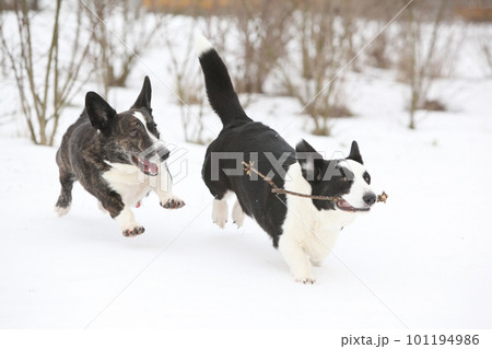 Welsh corgi cardigan running in the snow Welsh corgi cardigan running in the snow 101194986