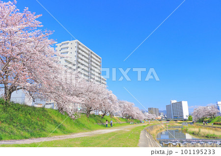 瀬戸市、瀬戸川沿いの桜とマンションの風景 101195233
