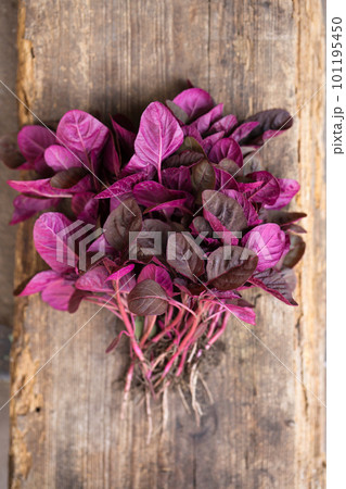 A bunch of fresh purple amaranth 101195450