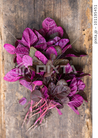 A fresh purple amaranth 101195451
