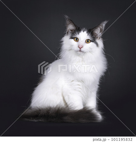 Norwegian Forestcat kitten on black background 101195832