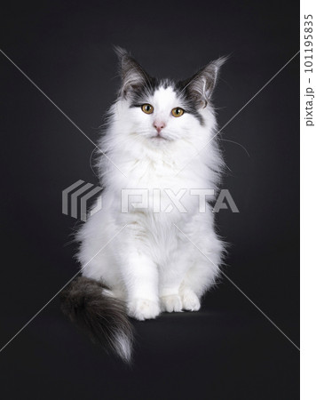 Norwegian Forestcat kitten on black background 101195835