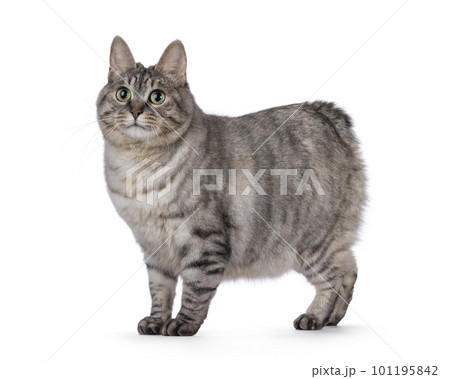 Adult Kurilian Bobtail cat on white background 101195842