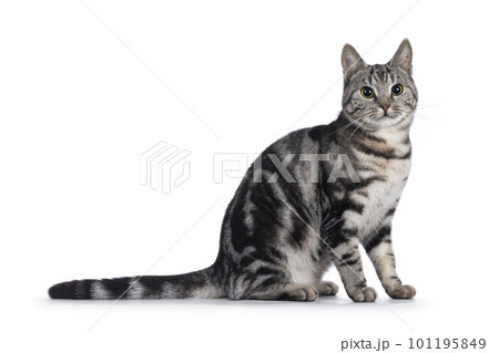 European Shorthair cat on white background 101195849