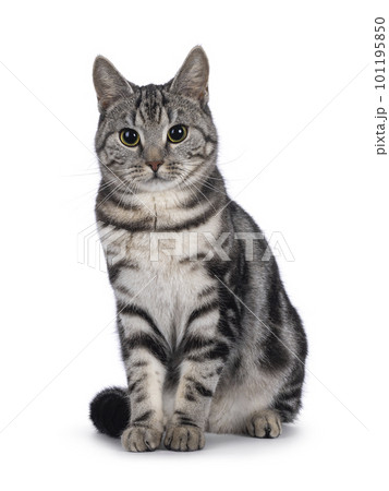 European Shorthair cat on white background European Shorthair cat on white background 101195850