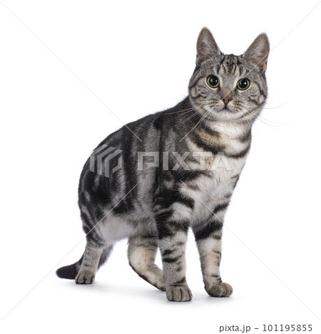 European Shorthair cat on white background 101195855