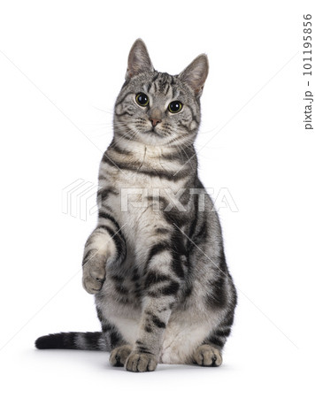 European Shorthair cat on white background 101195856