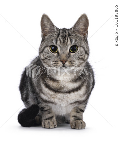 European Shorthair cat on white background European Shorthair cat on white background 101195865