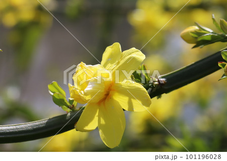 日本の春の庭に咲くオウバイモドキ（ウンナンオウバイ）の黄色い花 101196028