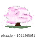 春の桜の木 101196061