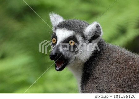 驚いたような表情のワオキツネザル 驚いたような表情のワオキツネザル 101196126