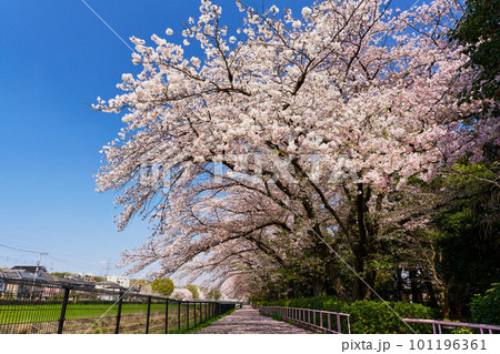 遊歩道に咲く満開の桜 遊歩道に咲く満開の桜 101196361
