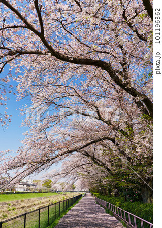 遊歩道に咲く満開の桜 遊歩道に咲く満開の桜 101196362