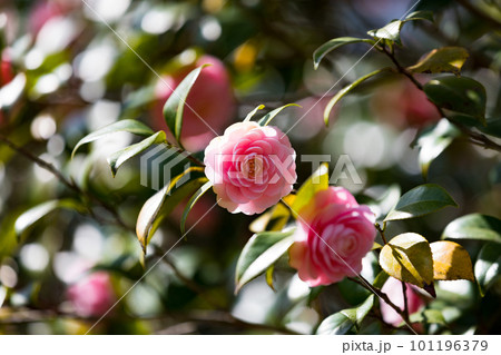 東京都武蔵村山市 野山北公園のツバキの花 東京都武蔵村山市 野山北公園のツバキの花 101196379