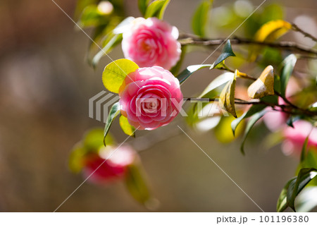東京都武蔵村山市 野山北公園のツバキの花 東京都武蔵村山市 野山北公園のツバキの花 101196380