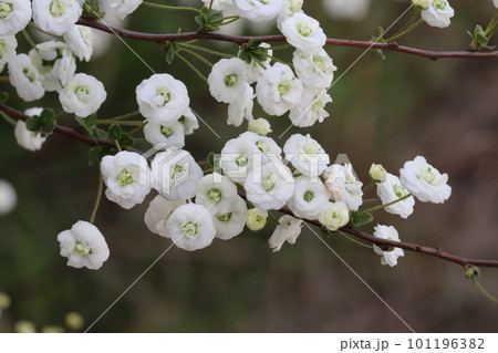 日本の春の庭に咲く白い花びらで中心が緑色のシジミバナの花 101196382