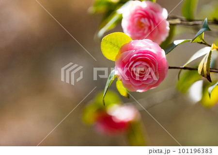 東京都武蔵村山市 野山北公園のツバキの花 東京都武蔵村山市 野山北公園のツバキの花 101196383
