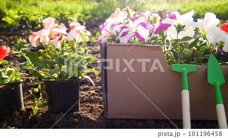 Colorful petunia flowers in a box on the bed before planting in the ground. Nearby garden tools Colorful petunia flowers in a box on the bed before planting in the ground. Nearby garden tools 101196458