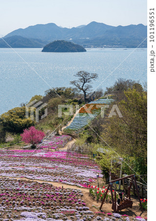 香川県三豊市志々島の天空の花畑 101196551