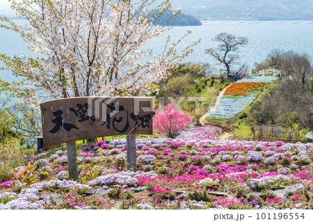 香川県三豊市志々島の天空の花畑 101196554