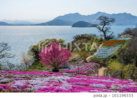 香川県三豊市志々島の天空の花畑 101196555