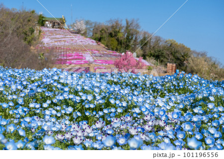 香川県三豊市志々島の天空の花畑 香川県三豊市志々島の天空の花畑 101196556