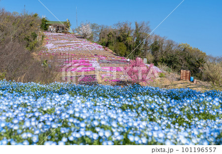 香川県三豊市志々島の天空の花畑 101196557