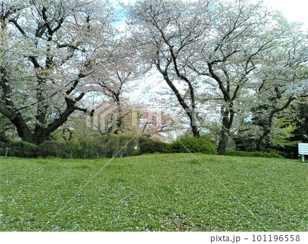 横浜　山手公園の桜　桜の絨毯　散り際の桜　2023年4月3日 101196558