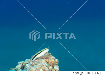 小笠原　　ヒトスジギンポ 101196605