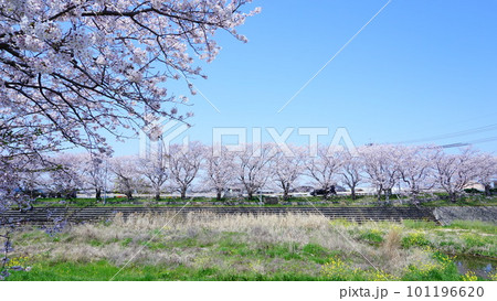 愛媛・頓田川河川敷の桜 101196620