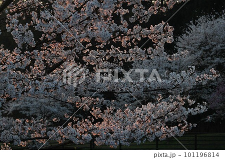 朝日に照らされて 朝日に照らされて 101196814