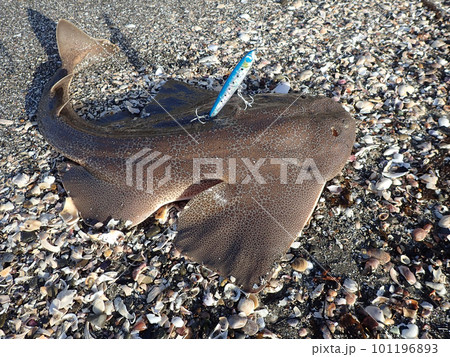 カスザメ 101196893