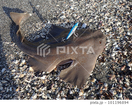 カスザメ 101196894