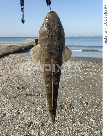 サーフで釣れたマゴチ 101196897